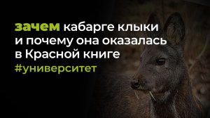 Зачем кабарге клыки и почему это животное в Красной книге - ТВ "Катунь 24"