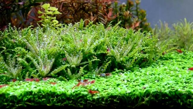 Shrimps and Pogostemon helferi смотреть онлайн