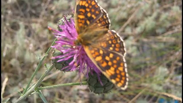 В мире насекомых смотреть онлайн