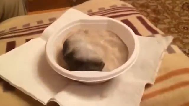 Хомяки купаются смотреть онлайн