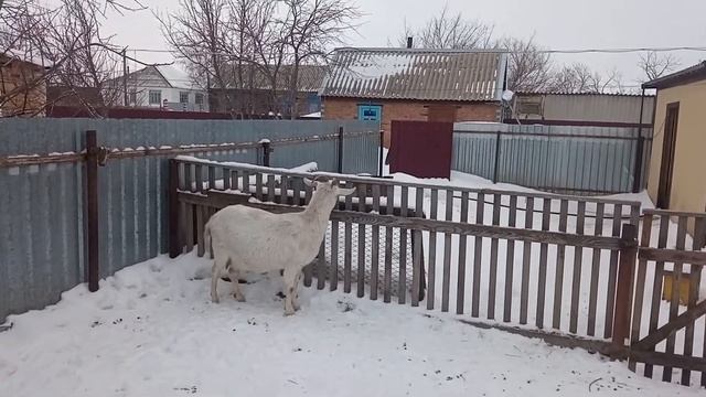 Ответ на вопрос подписчицы. Какую породу коз лучше выбрать? смотреть онлайн