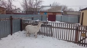 Ответ на вопрос подписчицы. Какую породу коз лучше выбрать?