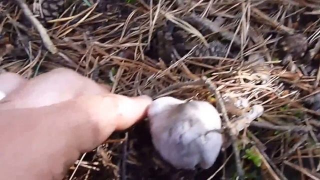 Fredolic allanegat (Tricholoma Portentosum) смотреть онлайн