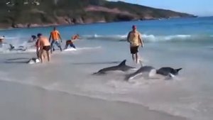 Дельфины выпрыгнули из воды