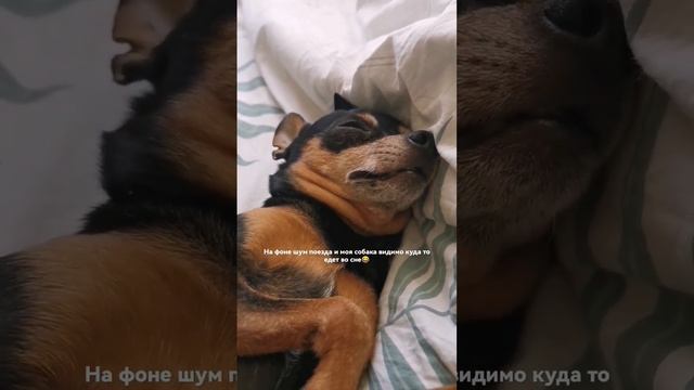Им тоже снятся сны... #тойтерьер #питомцы смотреть онлайн