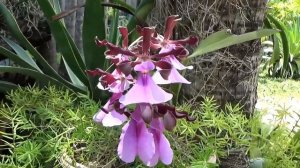 ПАНАМА/ЗАЦВЕЛИ ПРИРОДНЫЕ ОРХИДЕИ/КРУПНЫЕ ЦВЕТЫ /ШИКАРНОЕ ЦВЕТЕНИЕ ДИКИХ ОРХИДЕЙ