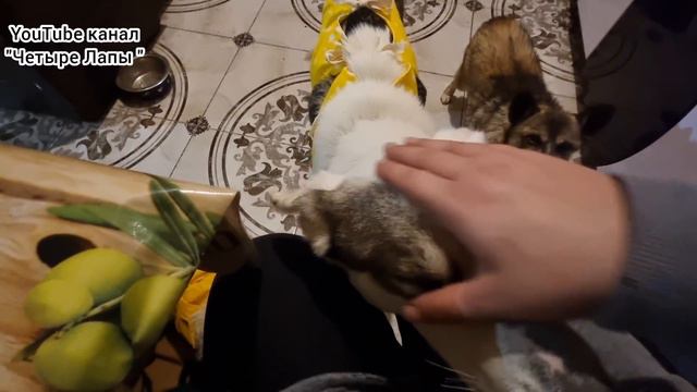 Стерилизована Белочка. Трюфелька отправилась в Екатеринбург💝 смотреть онлайн