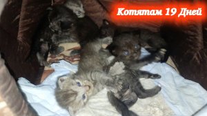 Забавные игры котят. Деткам котика Симбы и кошечки Багиры 19 дней.