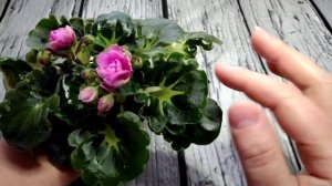 Необычные фиалки/ интересные факты / ШН-Космическая Фея