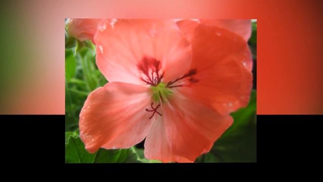 Пеларгония. Королева среди цветущих... смотреть онлайн