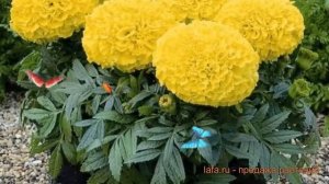 Бархатцы прямостоячая Голд ? прямостоячая бархатцы Голд обзор: как сажать, семена бархатцев Голд