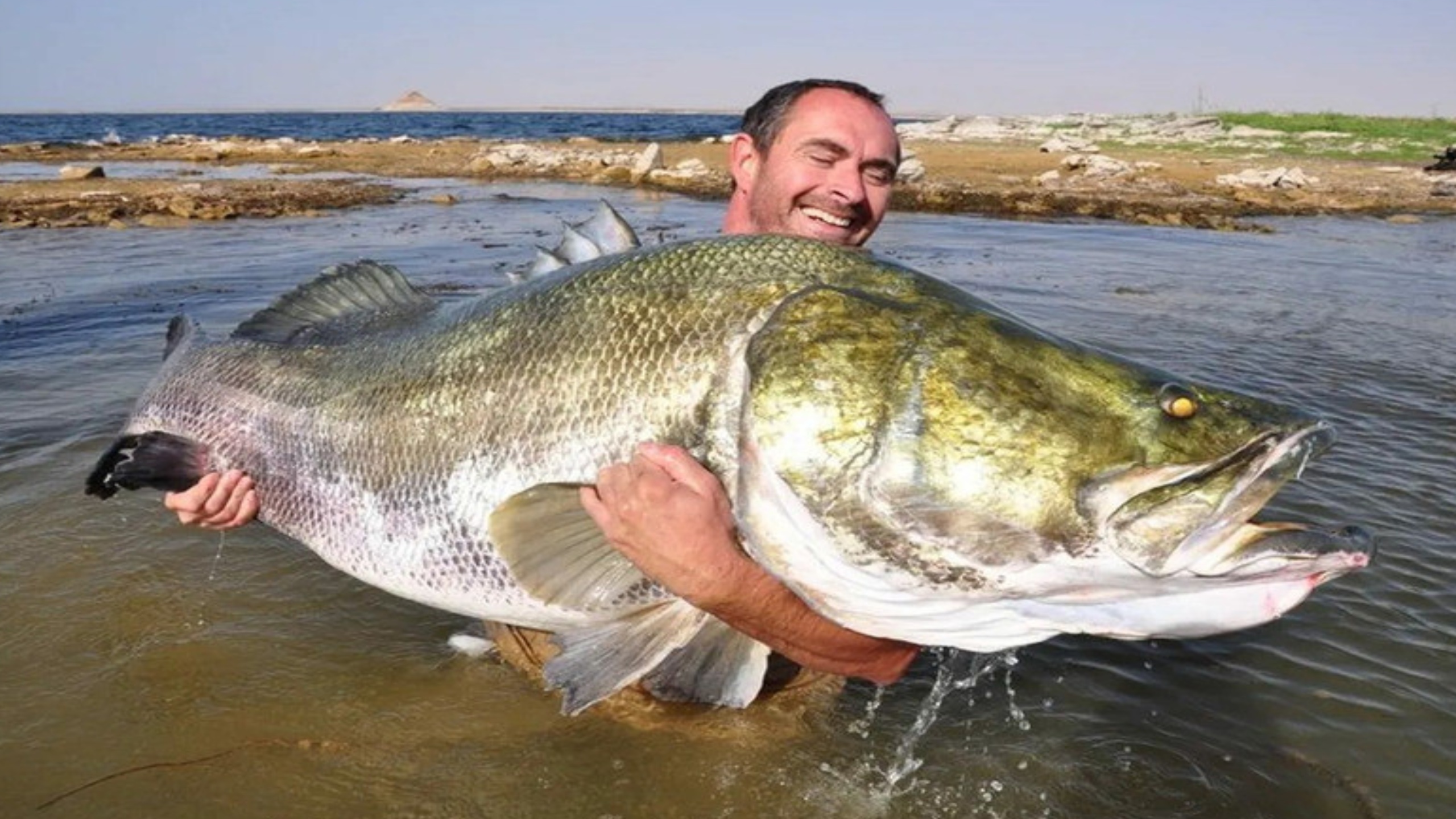 Какая самая крупная пресноводная рыба калининградской области. Нильский окунь. Nile Perch рыба. Самый большой Нильский окунь в мире. Самый большой Нильский окунь вес.