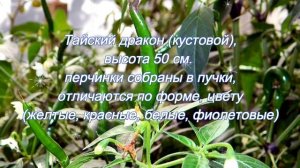 Сорта и гибриды острого перца