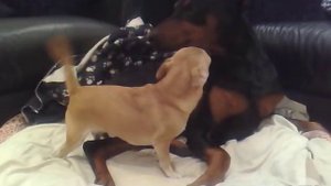 Chihuahua HUMPING Doberman