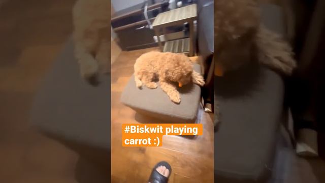 #Biskwit playing carrot