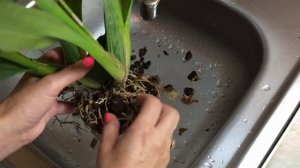 Пересадка камбрии. Перевод на водную систему без просушки. Камбрия в воде.