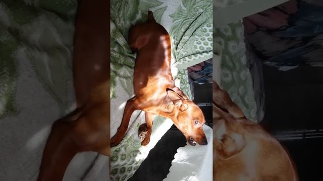 Цвергпинчер кушает