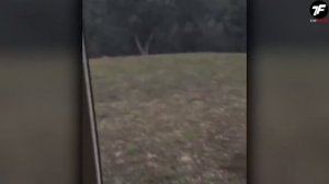 Они Зря Это Сделали! Случаи Нападения Животных на Человека