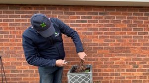 New Leaf Plants how to prune your container grown Raymond Evison Clematis - with Andy Jeanes