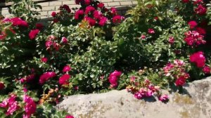 Все о розах?Розарий в Главном ботанический саду в Москве? Видео 4К.