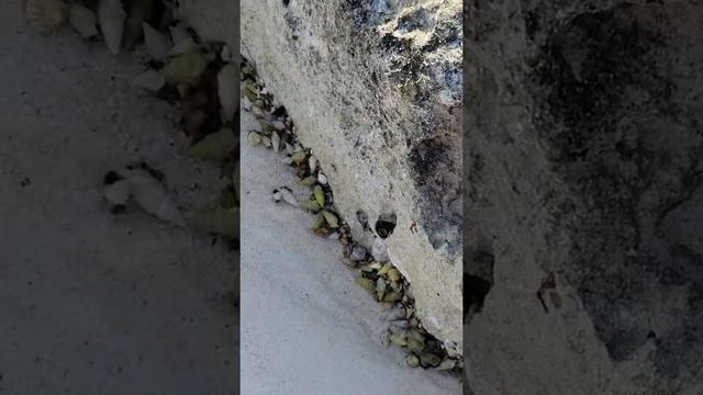 100's of Tiny Hermit Crabs @ Riu Palace Las Americas (Cancun) смотреть онлайн