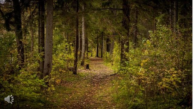 Видеопрезентация "Лес-наше богатство". смотреть онлайн