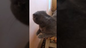 Кошка истерит