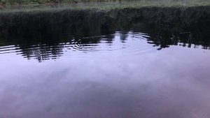 Моя первая рыбалка на реке Кубена! Я был в восторге!)