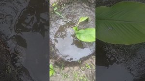 Японский банан (Басио), попытка вырастить в Поволжье / Growing Musa basjoo in the garden.