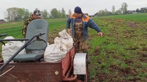 Посадка картошки под плуг и мотоблок
