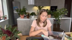 Пресадка Алоказии. Основные требования к пересадке.