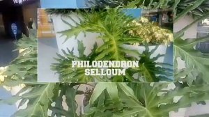 TRENDING PLANT PHILODENDRON SELLOUM