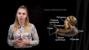 Моллюски. Общая характеристика и особенности размножения | Биология