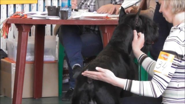 Ризеншнауцер, видео с выставки собак в Великом Новгороде