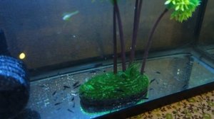 Аквариум дома для живородящих рыбок.