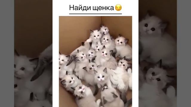 Загадка найди щенка