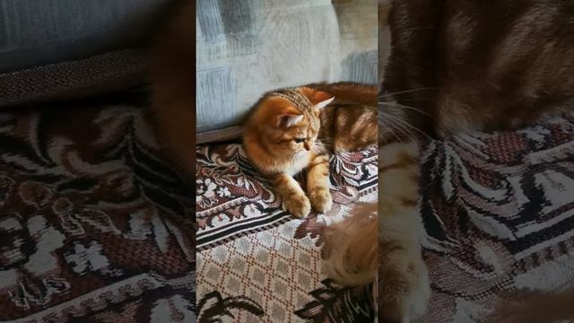 Зачем кот грызет волосы. Золотая Британская шиншилла. Golden British Chinhilla. British cat.