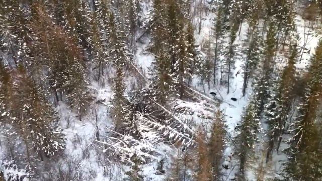 бегут кабаны.MOV смотреть онлайн