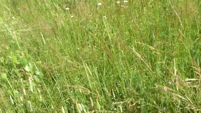 Как собирают щавель в Подмосковье. смотреть онлайн