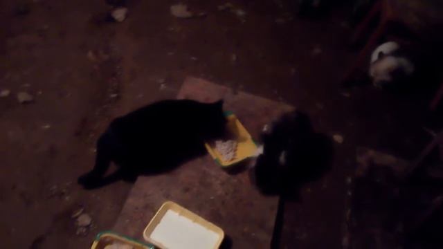 Утреннее кормление бездомных кошек. смотреть онлайн