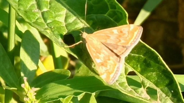 Вредитель сельского хозяйства - луговая моль(мотылек)#nature#garden#agriculture#macro смотреть онлайн