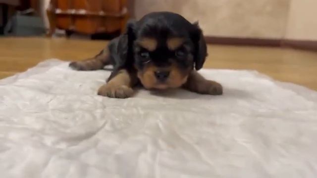 Кавалер Кинг Чарльз Спаниель смотреть онлайн