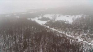 Лосиха с лосенком отдыхают в Псковских лесах.