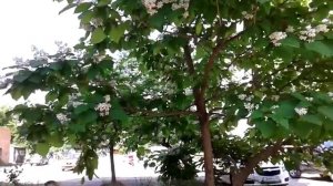 Красиво цветущее дерево из орхидеевидных. Экзотические растения