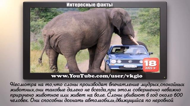 Самые опасные животные для человека - Интересные факты_Full-HD смотреть онлайн