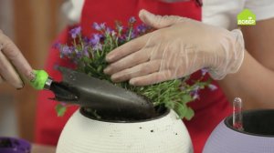 Кампанула уход и пересадка. Как ухаживать за комнатными цветами. Как пересадить колокольчики