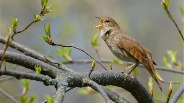 Пение соловья в природе.The singing of the Nightingale in nature. смотреть онлайн
