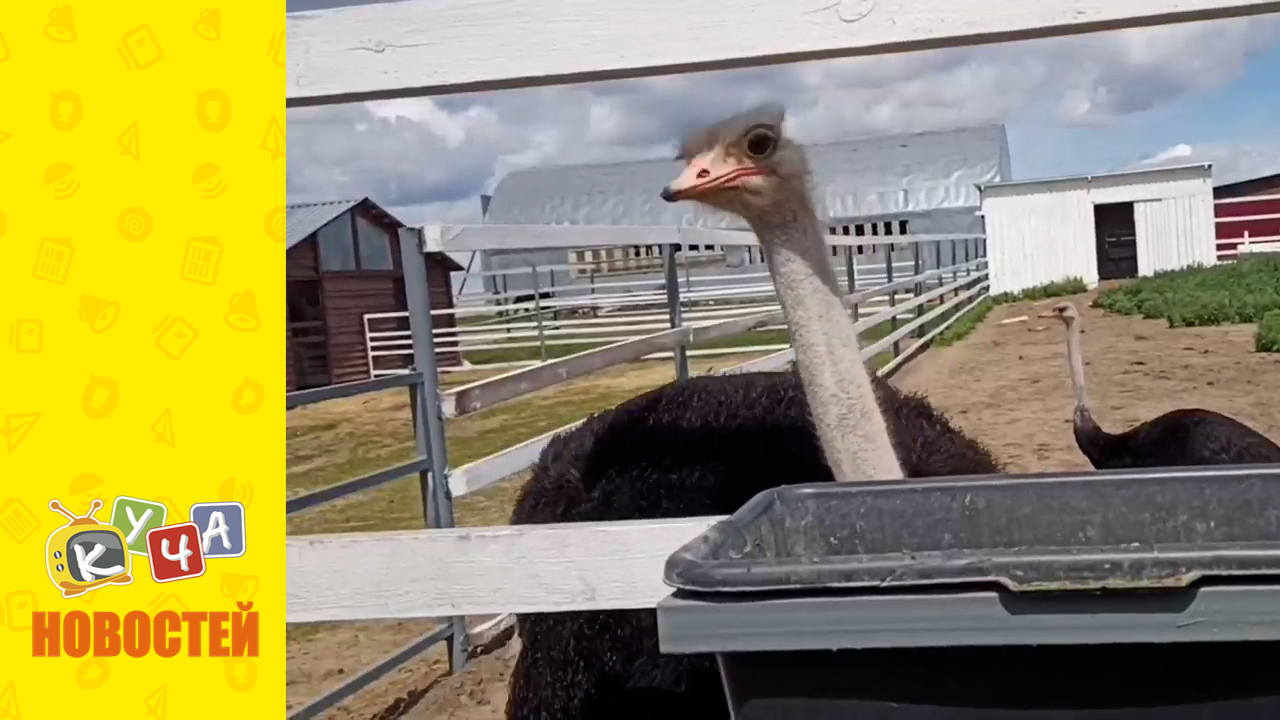 Мини ферма страус. Страусиная ферма чиверево. Ферма страус мытищи. Страусиная ферма подмосковье. Ферма страус мытищи.