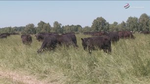 Серпуховская Экоферма «Заречье» увеличивает поголовье крупного рогатого скота