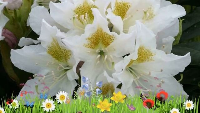 Рододендрон финский Канингемс Вайт ? Посадка. саженцы, крупномеры рододендроны: особенности сорта